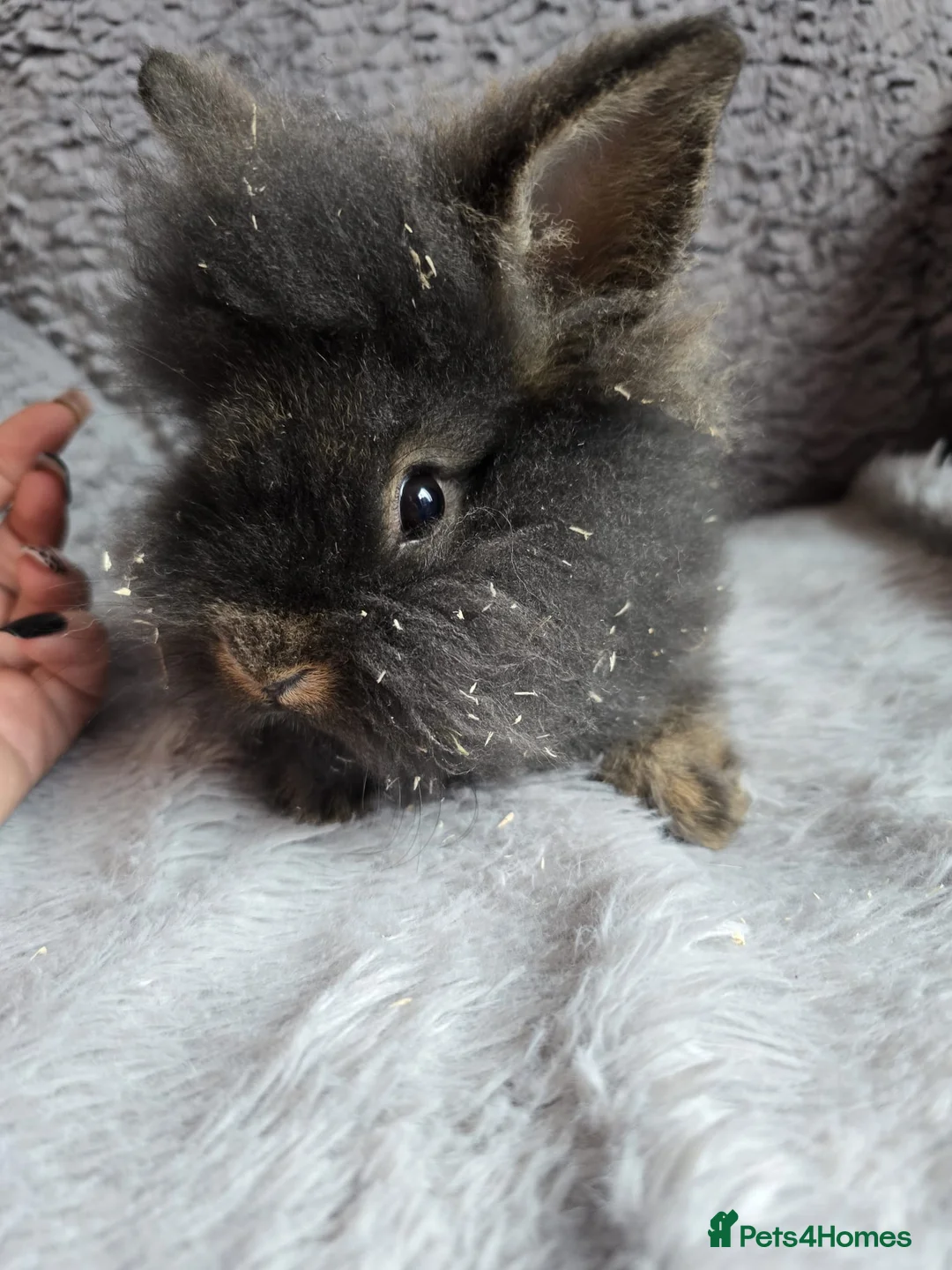 Lionhead rabbits for sale: Baby miniature double lionhead bunny super cute - Advert 3