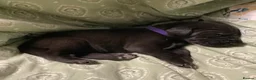 Great Dane dogs for sale: Great Dane puppies for sale - Advert 6