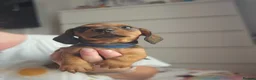 Dachshund dogs for sale: Miniture Dashshunds READY TO RESERVE - Advert 8