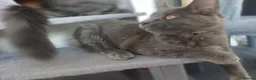 Maine Coon cats for sale: Maine coon kittens(pure breed) - Advert 26