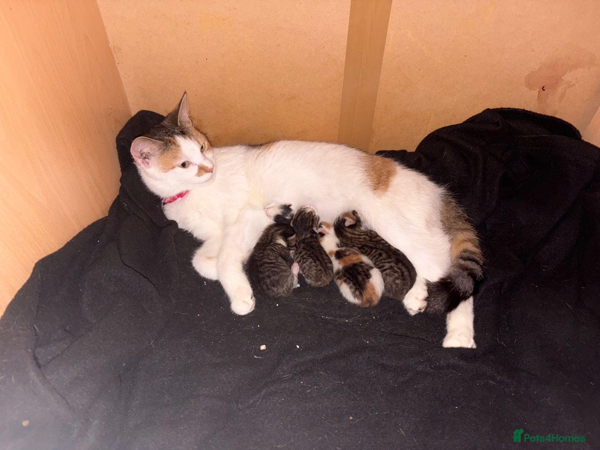 Mixed Breed cats beautiful mixed breed litter  - Advert 2