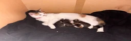Mixed Breed cats for sale: beautiful mixed breed litter  in Cambridge - Advert 1