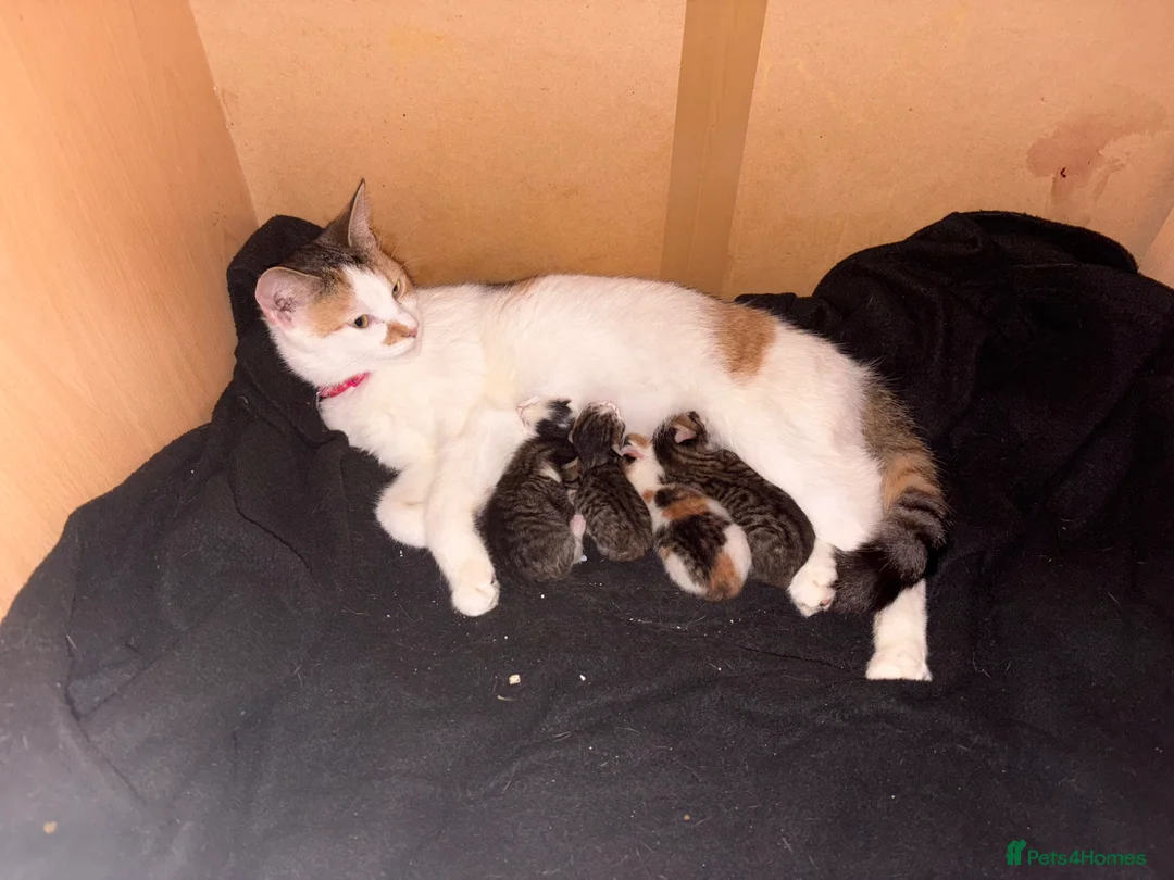 Mixed Breed cats for sale: beautiful mixed breed litter  in Cambridge - Advert 1