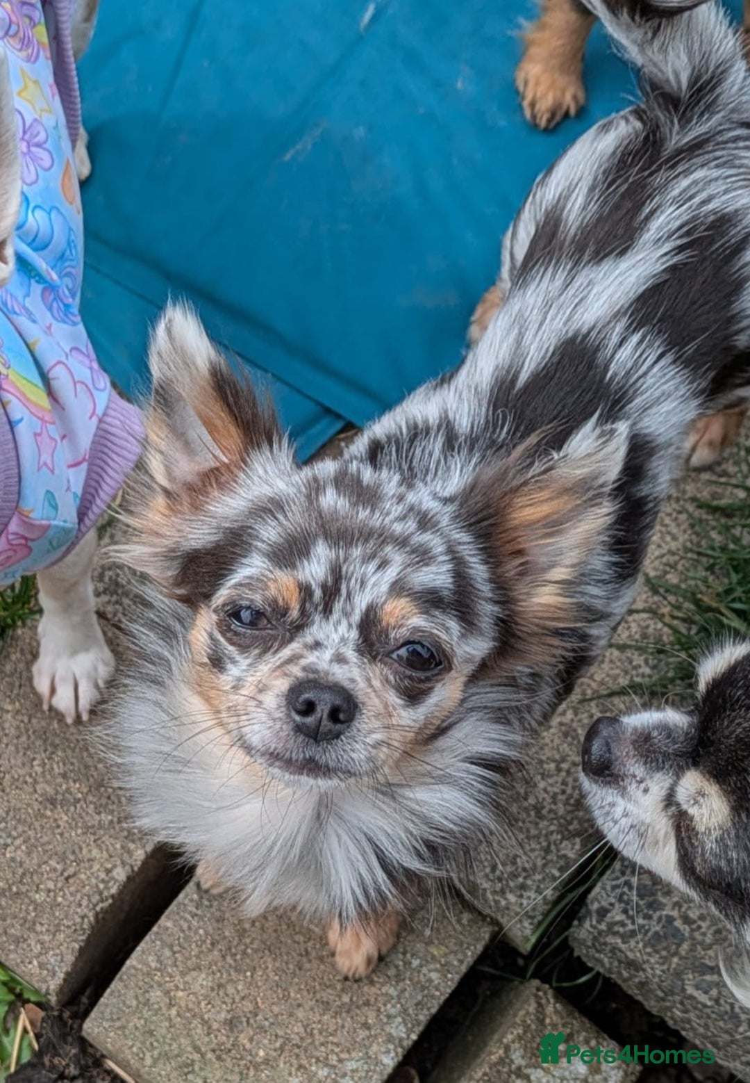 Merle Chihuahua Black And White Long Haired Chihuahua Puppy Merle