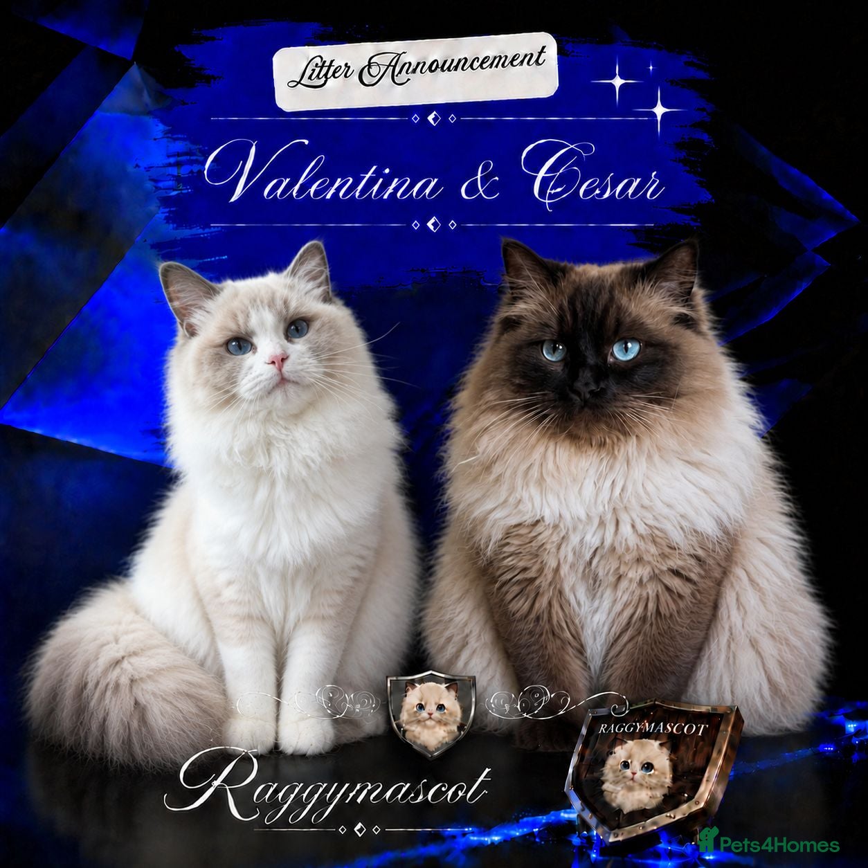 Ragdoll cats Raggymascot Ragdolls - Advert 1