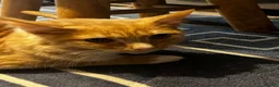 Mixed Breed cats for sale: 2 6monyh old kittens in Ayr - Advert 2