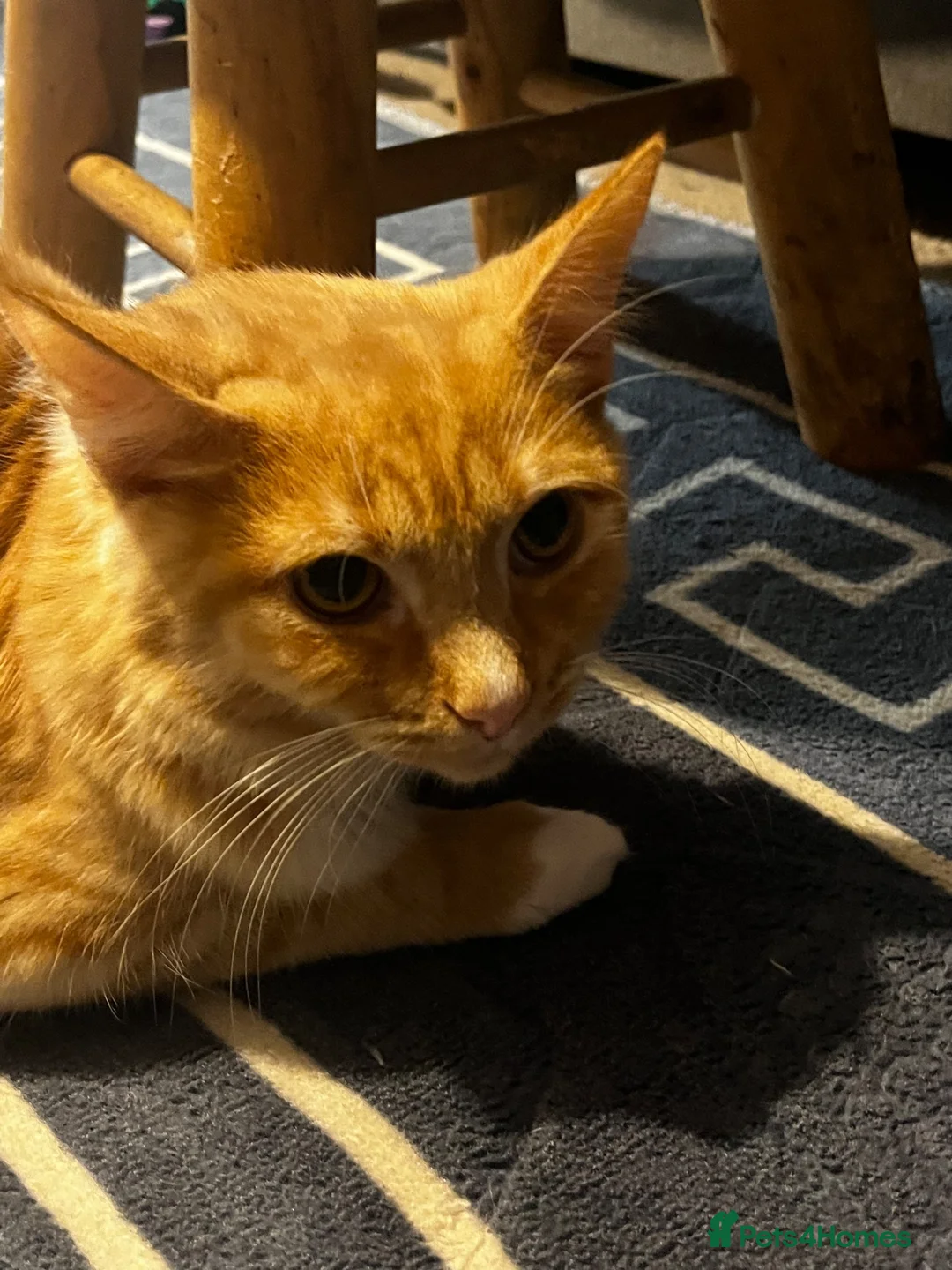Mixed Breed cats for sale: 2 6monyh old kittens in Ayr - Advert 2