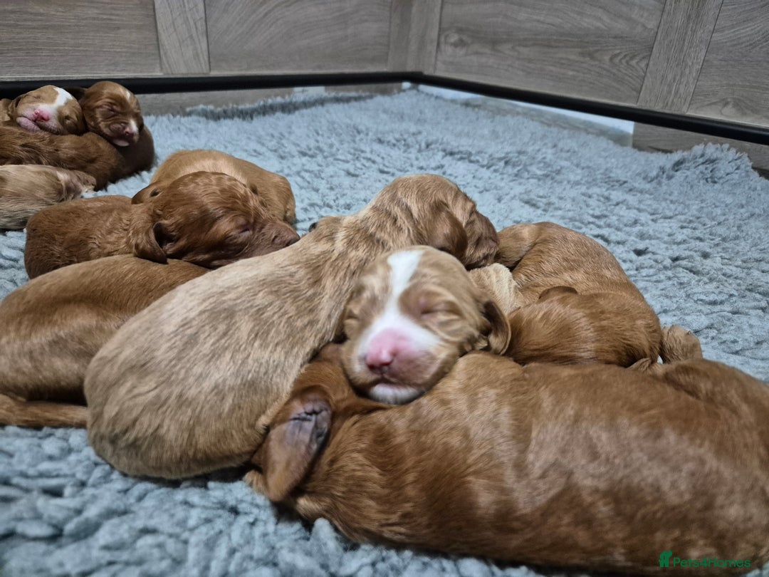 Australian Labradoodle dogs for sale: 1 boy and 1 girl left - Advert 1