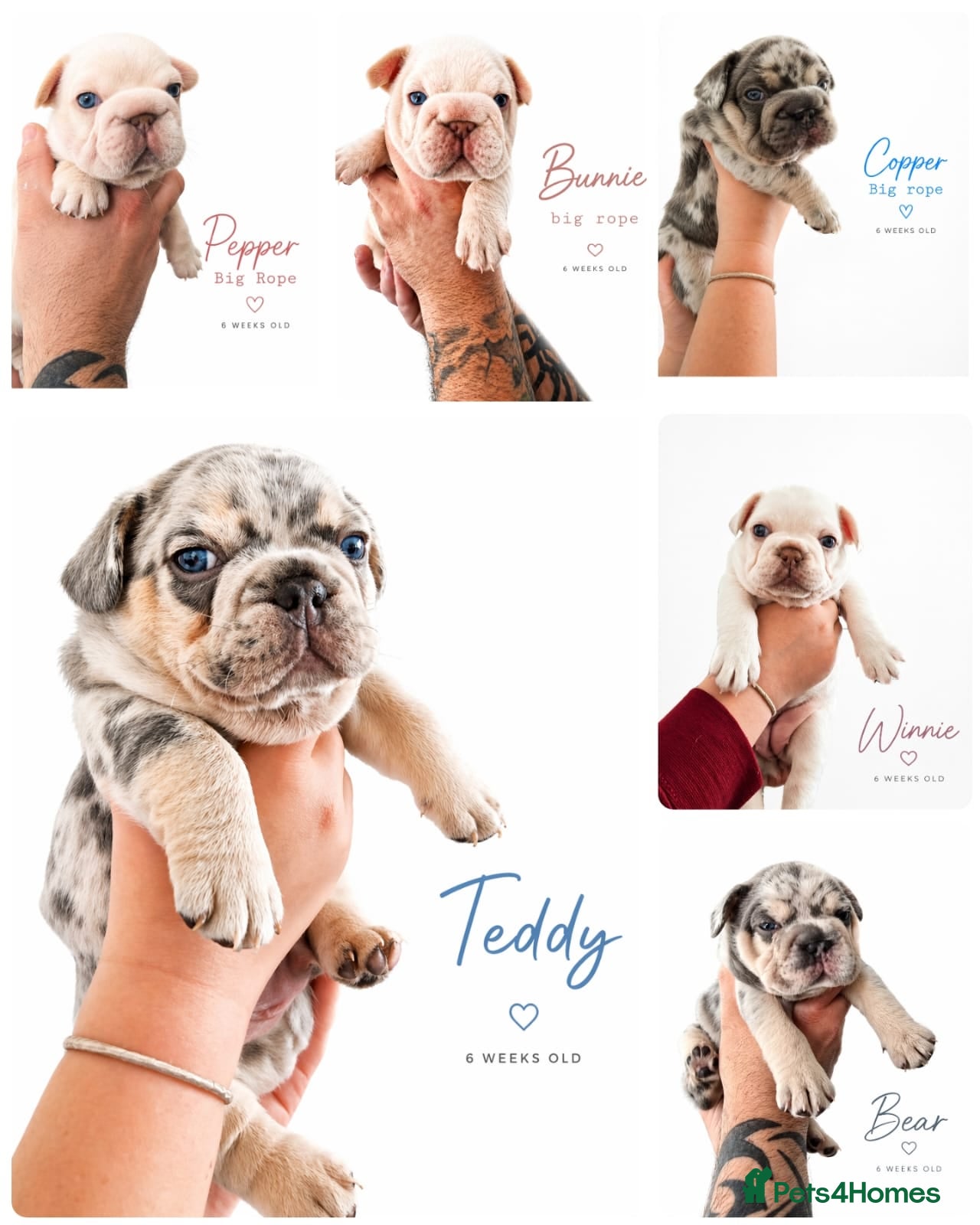 French Bulldog dogs Stunning little of French Bulldog puppies  - Advert 1