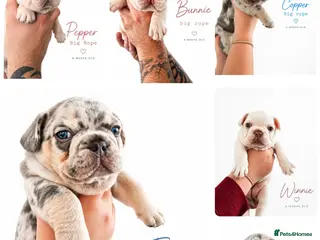 French Bulldog dogs Stunning little of French Bulldog puppies - Advert 1