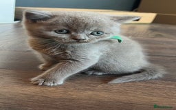 Scottish Fold cats for sale: Beautiful lilac Scottishfold straight ear kittens  - Image 31