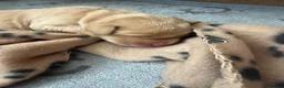 Labrador Retriever dogs for sale: Beautiful Red Fox Labrador Retriever Puppies - Advert 21