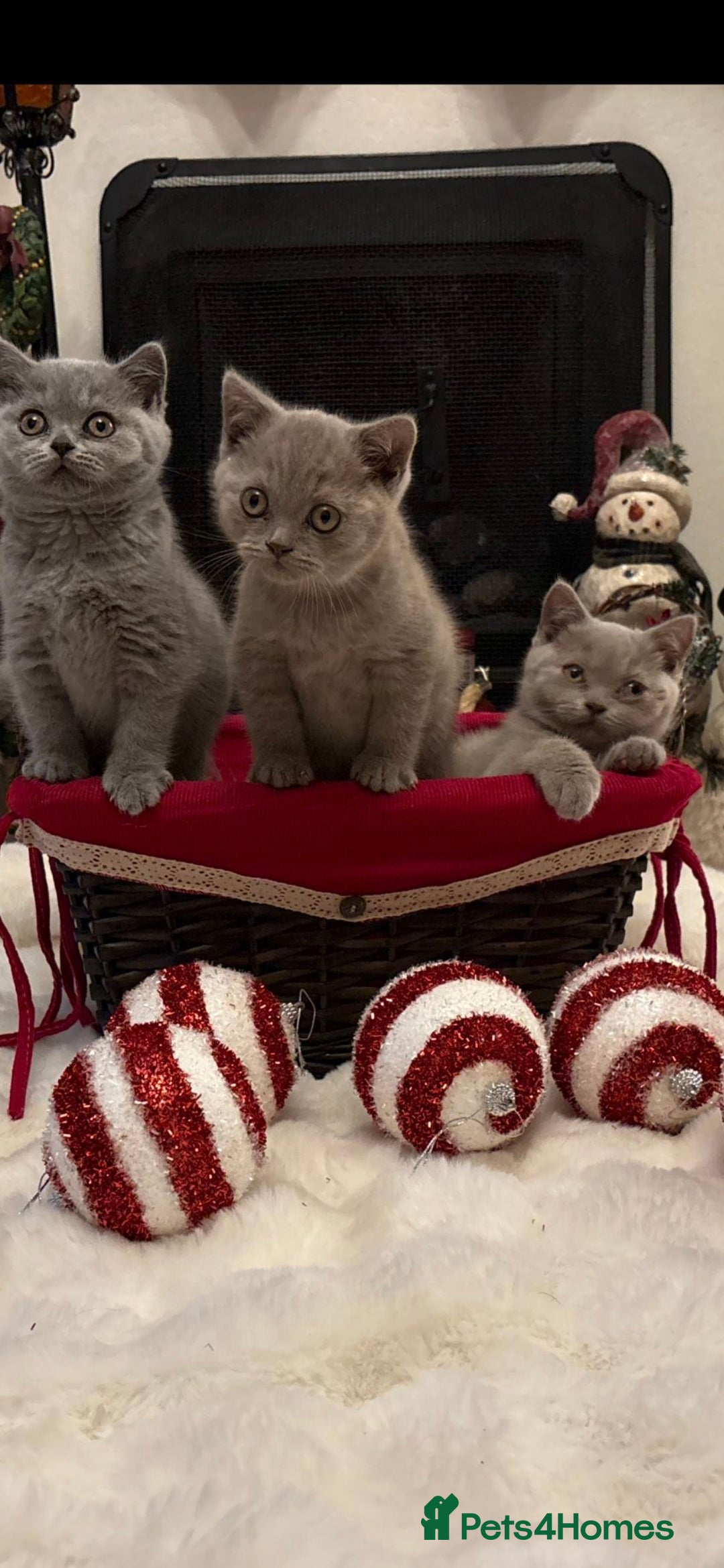 British Shorthair cats for sale: British shorthair kittens for sale ready* **  Eve* - Advert 2