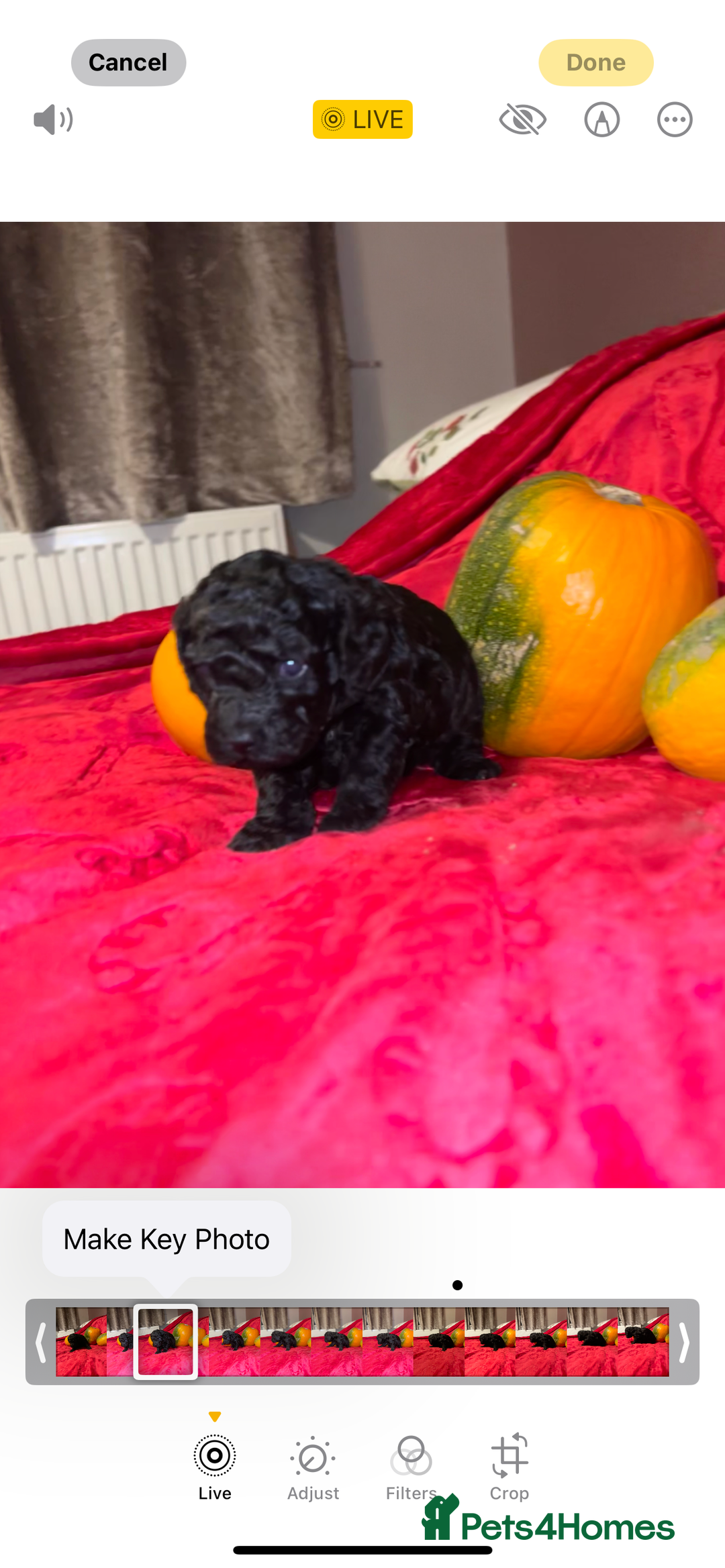 Cavapoo dogs for sale: 🐶 Beautiful Cavapoo Puppies -Ready Soon!!! - Image 5