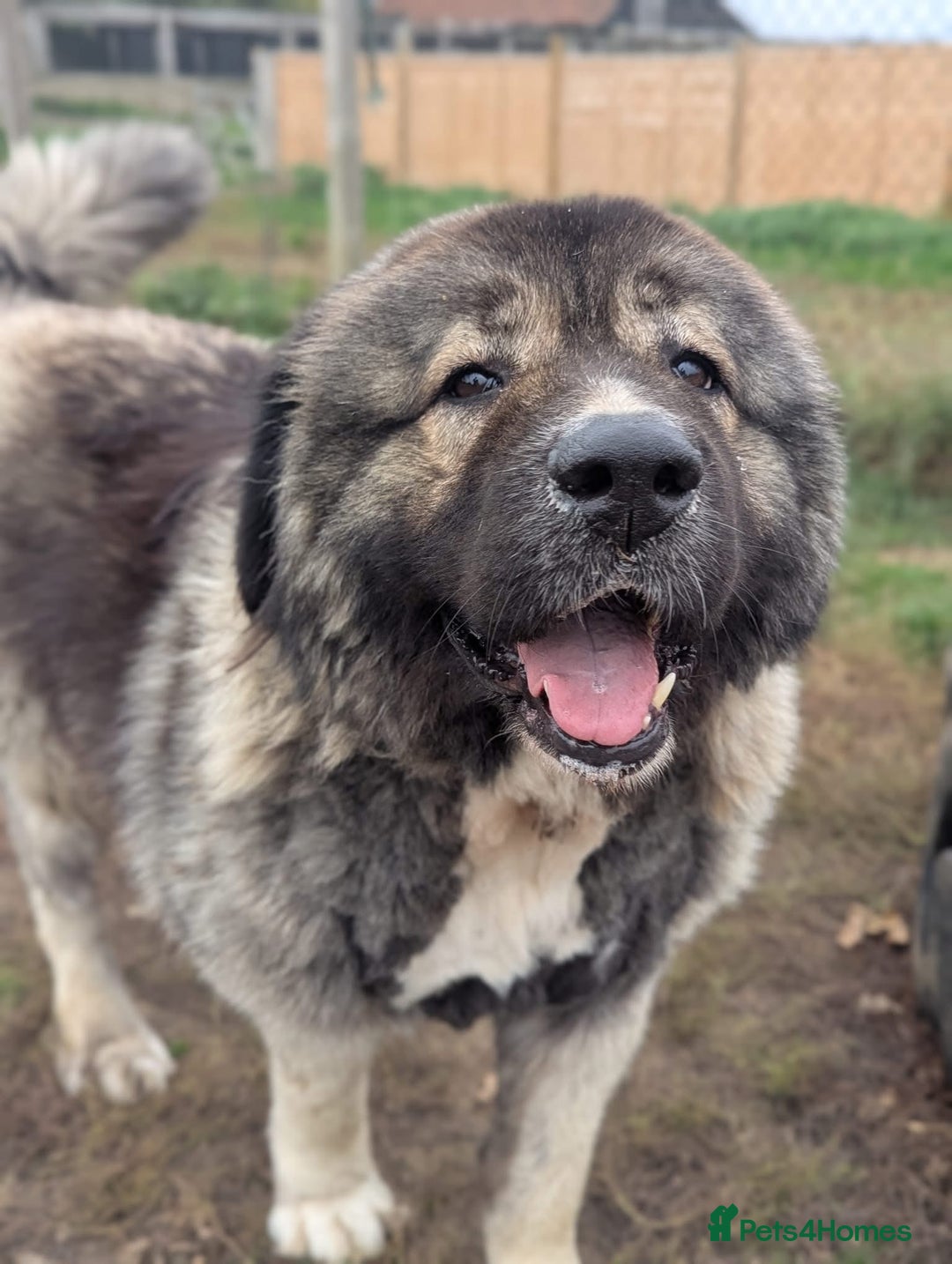 Caucasian Shepherd Dog dogs for sale: 🏡 ADOPT MISHA 🐾 FREE 🌟 Make a Christmas Miracle - Advert 7