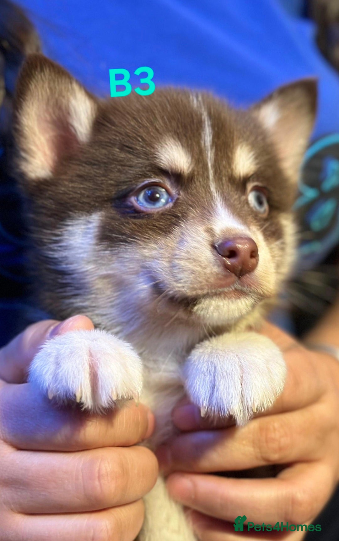 Pomsky dogs Blue Eyed F4 Toy Pomskies - Advert 2