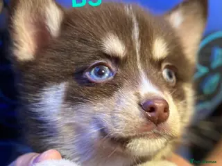 Pomsky dogs 4 left - Blue Eyed F4 Toy Pomskies Ready Now - Advert 3