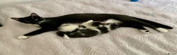 Domestic Shorthair cats for sale: Beautiful kittens ready in 5 weeks - Advert 10