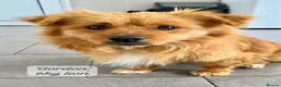 Mixed Breed dogs for adoption: Gordon 3-4 years .Available for adoption in Brixham - Advert 1