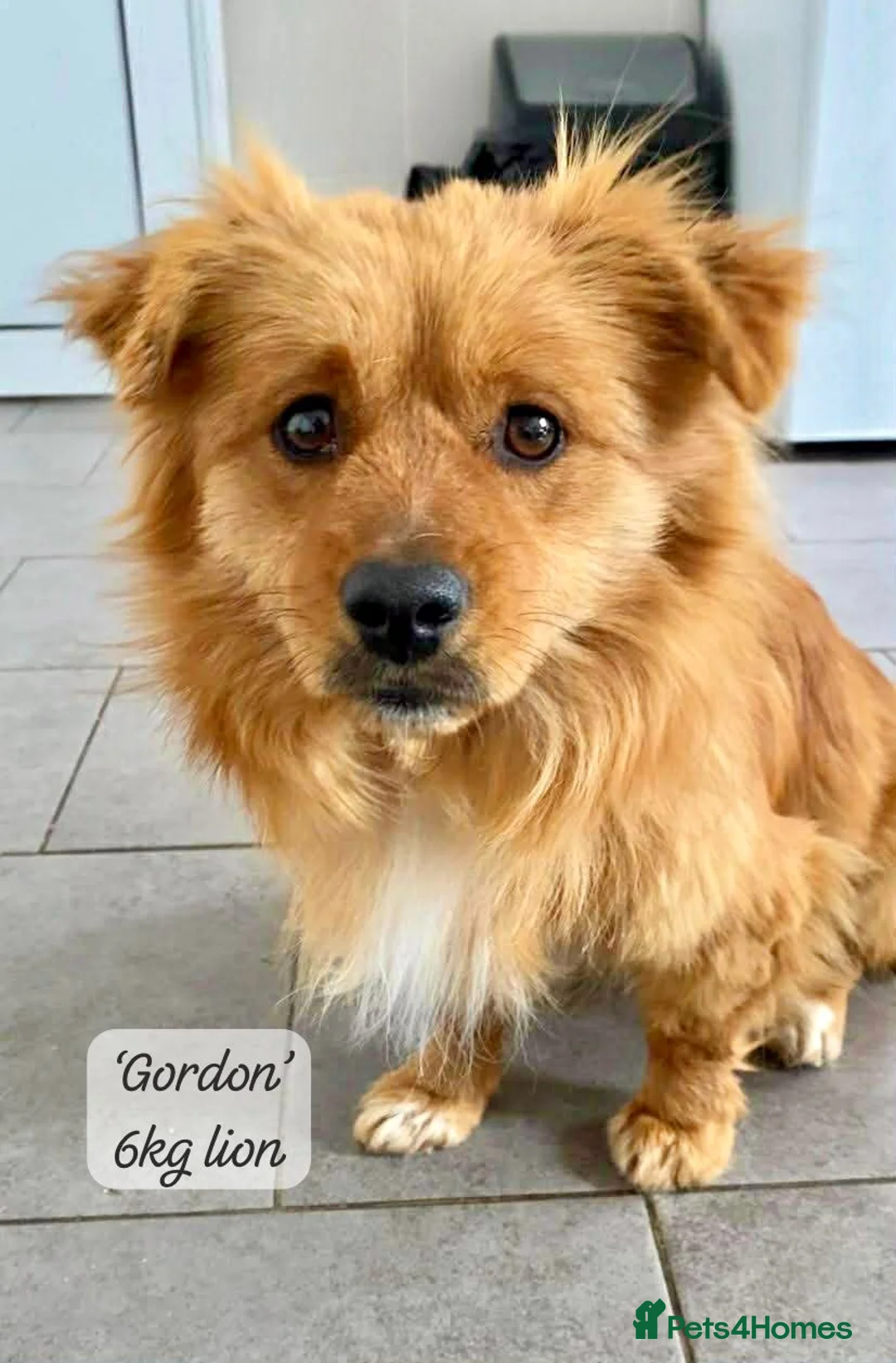Mixed Breed dogs for adoption: Gordon 3-4 years .Available for adoption in Brixham - Advert 1
