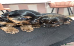Yorkshire Terrier dogs for sale: Yorkshire terrier  **   - Advert 7