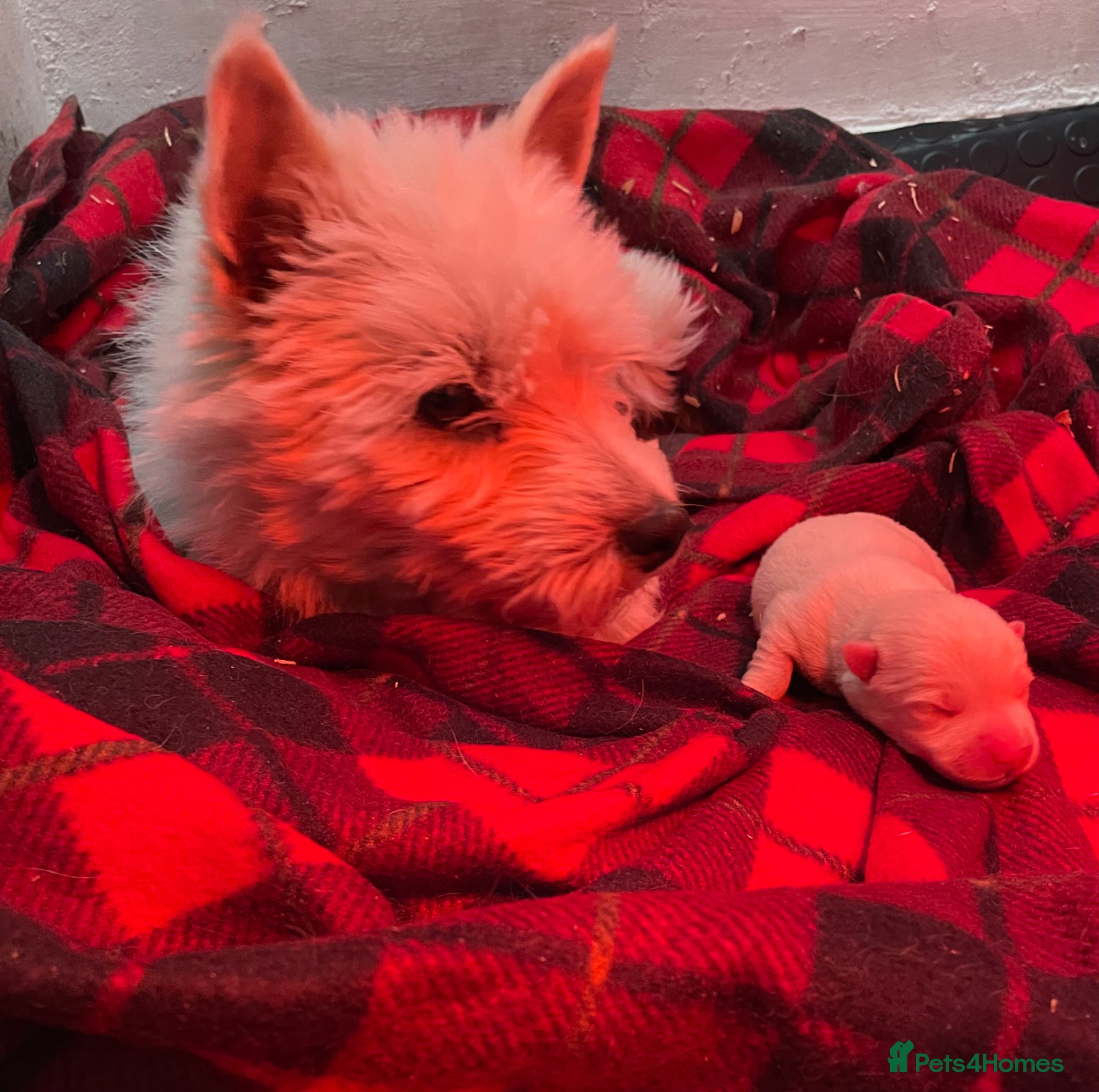 West Highland Terrier dogs Beautiful Westie’s for sale  - Advert 1