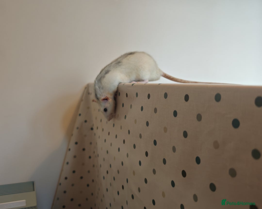 Rat rodents for sale: Trio of Male Dumbo Rats and Cage - Advert 5