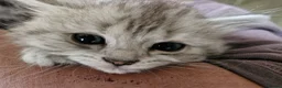 British Shorthair cats for sale: Litter of 5 British Short Hair ready for rehoming - Advert 10