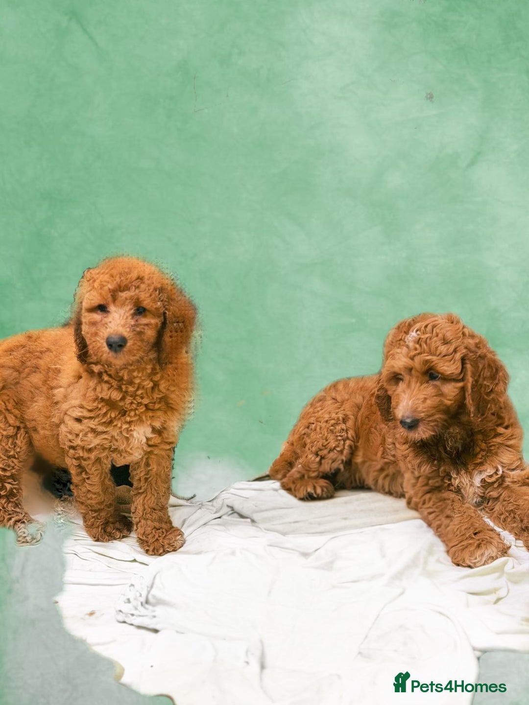 Mixed Breed dogs for sale: Irish doodle x Poodle Pointer puppies. Stunning!!! - Advert 3