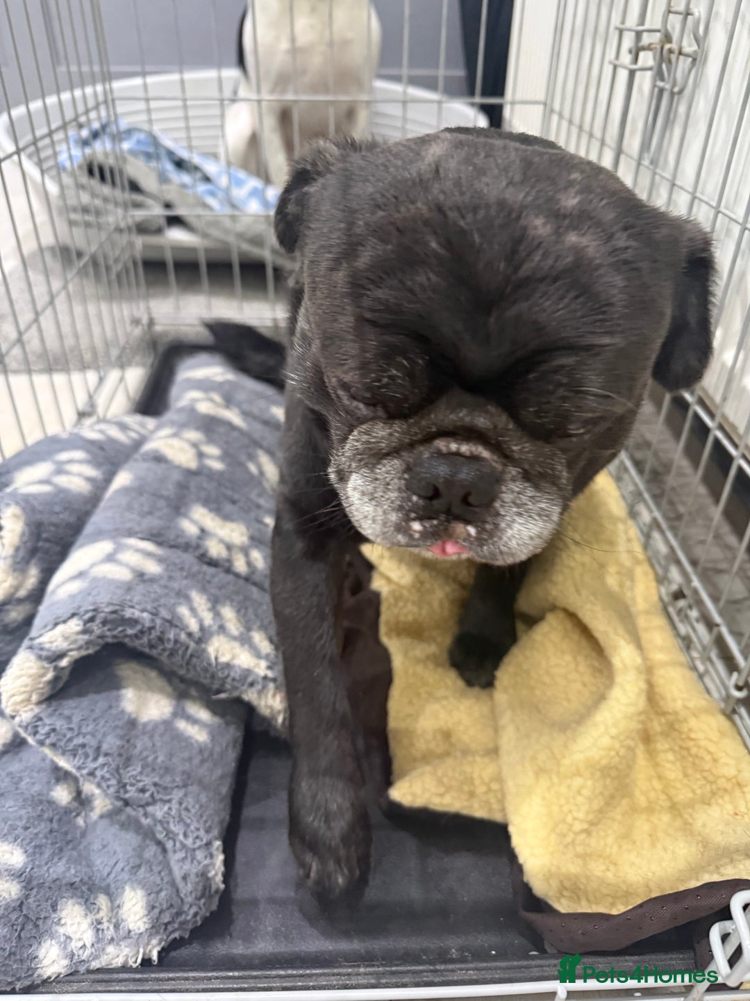 Pug dogs for sale: Boy pug  - Advert 1