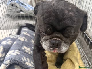 Pug dogs Boy pug - Advert 16