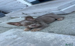 French Bulldog dogs for sale: Teddy bear floodle  - Image 2