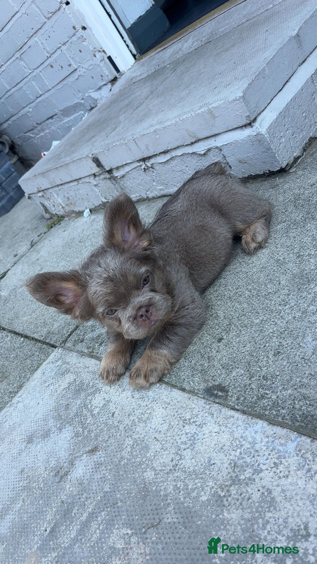 French Bulldog dogs for sale: Teddy bear floodle  - Image 2