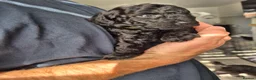 Miniature Poodle dogs for sale: 7 beautiful miniature poodles - Advert 25