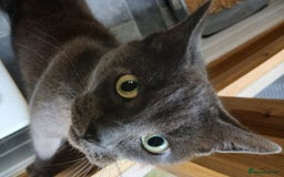 Mixed Breed cats for adoption: WILLOW AND TINKERBELL - Advert 4