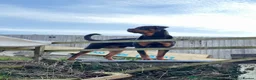 Rottweiler dogs for sale: Rottweiler Puppies  - Advert 14