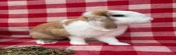 Mini Lop rabbits for sale: Gorgeous Mini Lops  - Advert 9