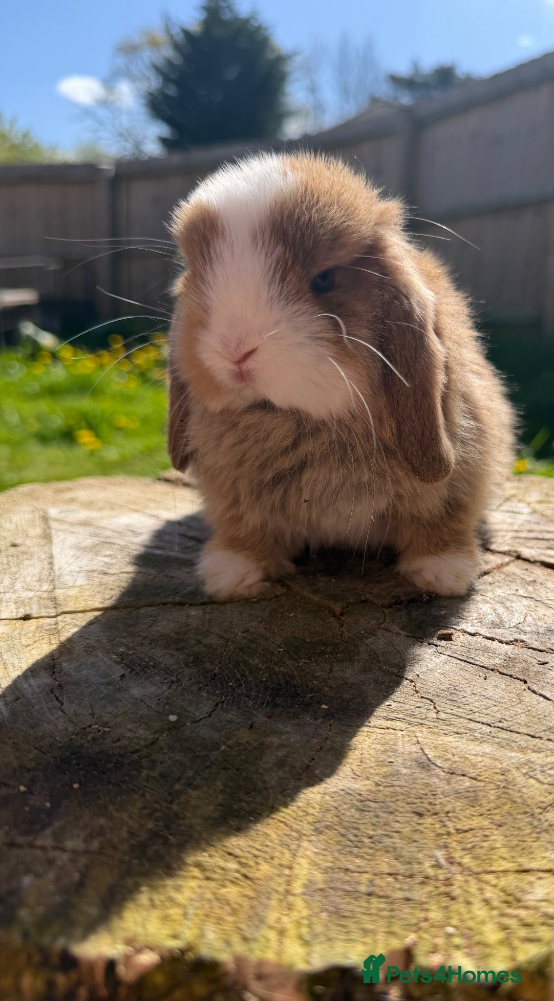 Mini Lop rabbits Mini lops (young adult and sibling babies)  - Advert 2