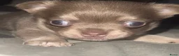 Chihuahua dogs for sale: Long haired chihuahua pup 🐶 - Advert 10