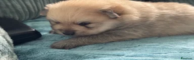 Pomeranian Puppy 1 Teddy