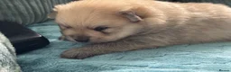 Pomeranian dogs for sale: Five beautiful fluffy Pomeranian puppies  - Advert 26