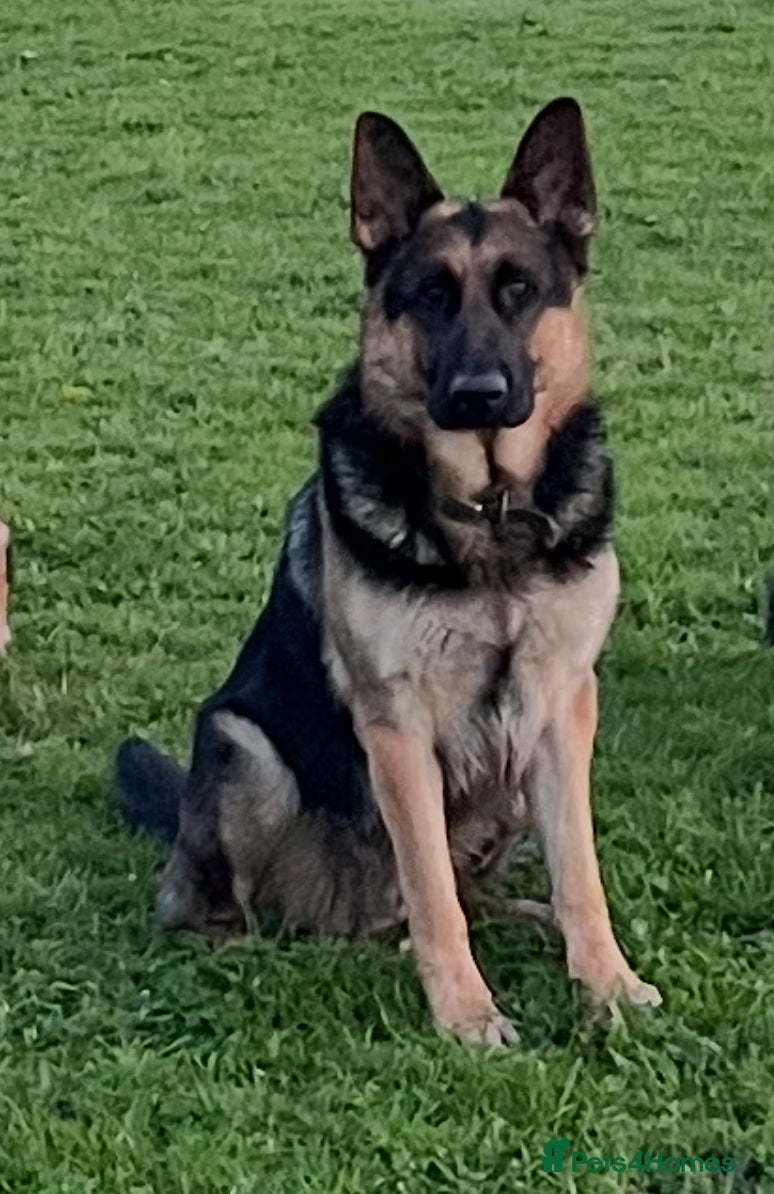 German Shepherd dogs KC Reg German Shepherd Stud available Proven - Advert 20