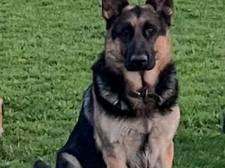 German Shepherd dogs KC Reg German Shepherd Stud available Proven - Advert 19
