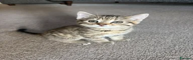 Tabby 1