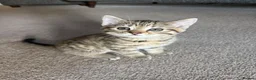 Mixed Breed cats for sale: Kittens for sale  in Cheltenham - Advert 2