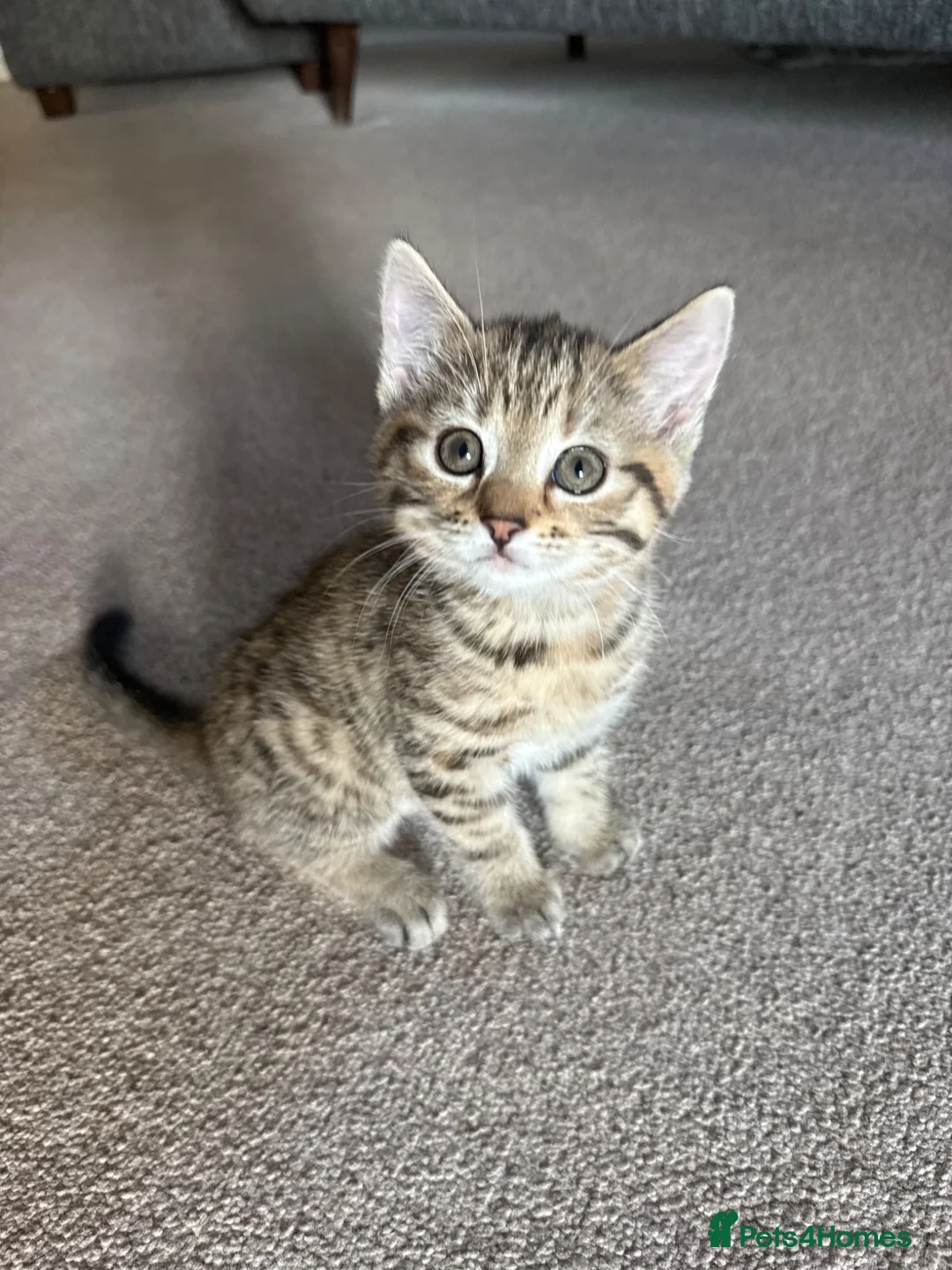 Mixed Breed cats for sale: Kittens for sale  in Cheltenham - Advert 2