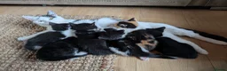 Mixed Breed cats for sale: Kittens ready for new homes  - Advert 5