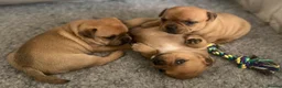 Staffordshire Bull Terrier dogs for stud: Exceptional Red Staffordshire Bull Terrier! - Advert 12