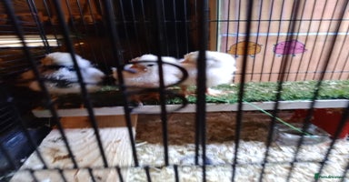 Chickens poultry Pure Breed American Silkie chicks  - Advert 2