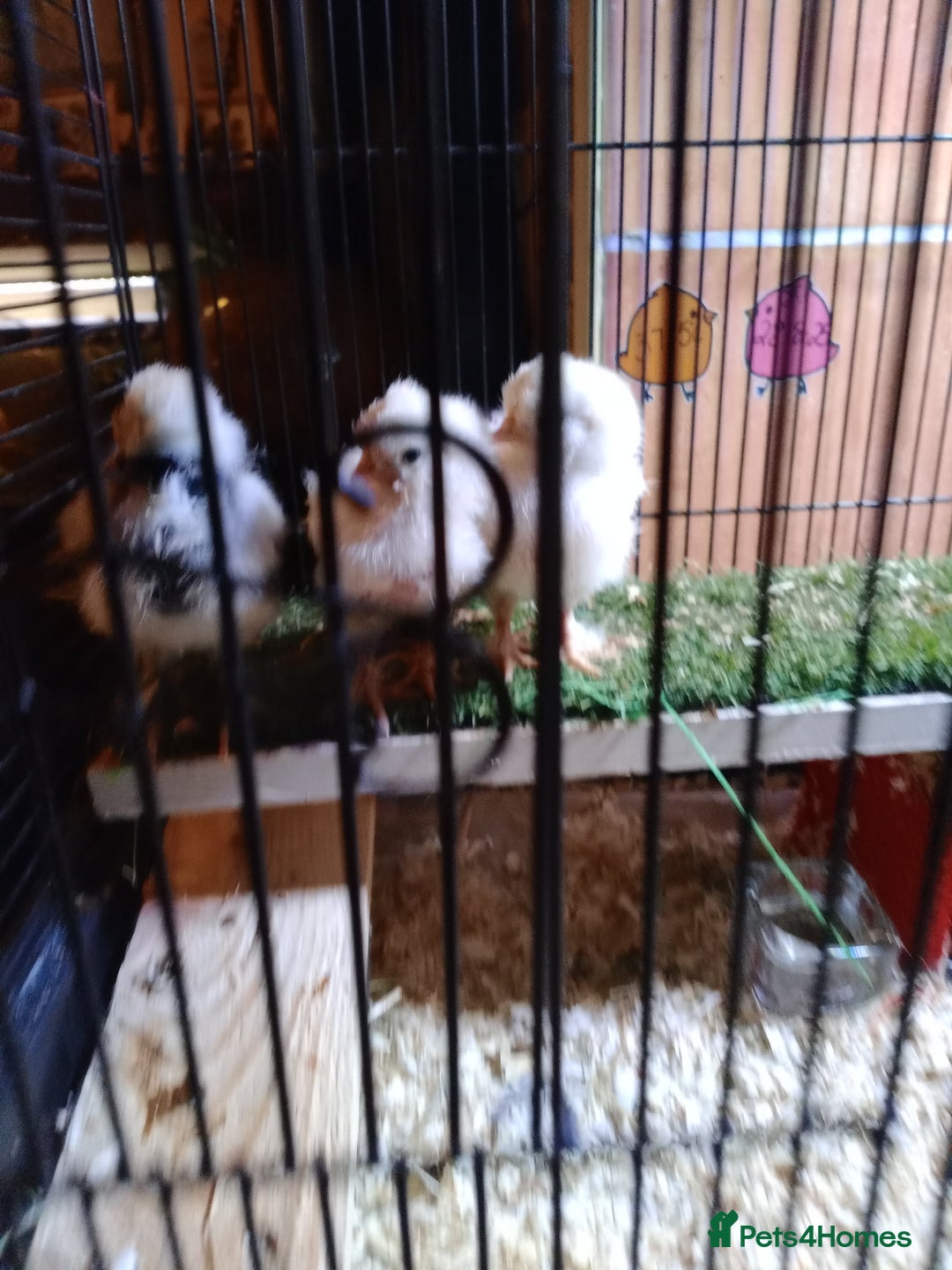 Chickens poultry for sale: Pure Breed American Silkie chicks  - Advert 2